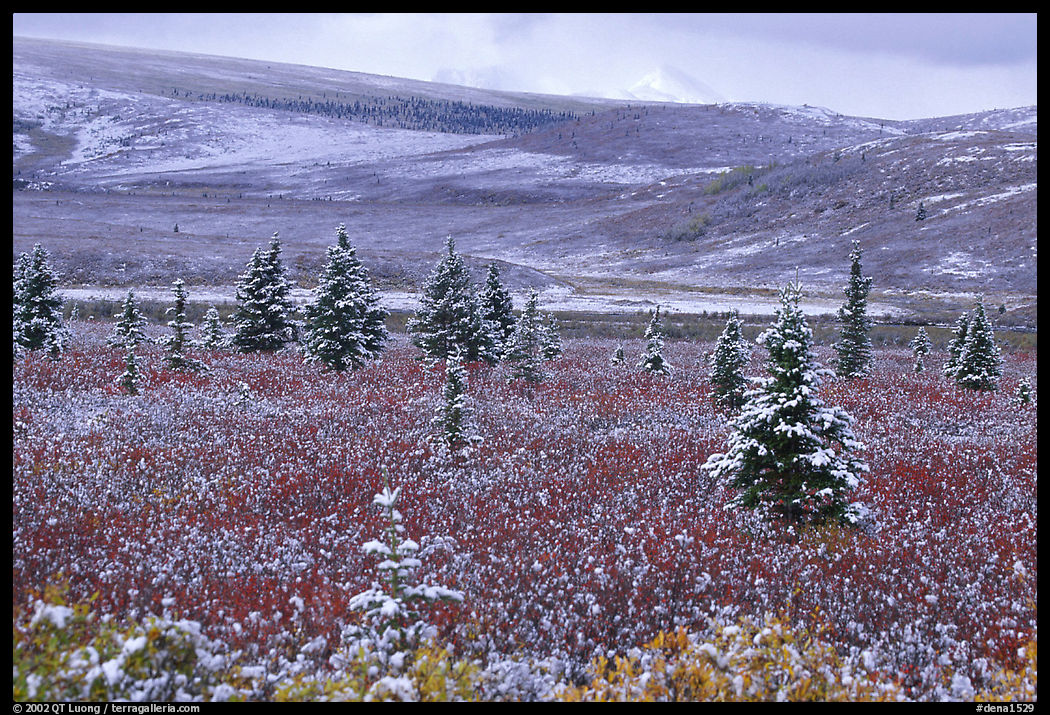 Dusting of snow on the tundra and spruce trees near Savage River. Denali  National Park, Alaska, USA.