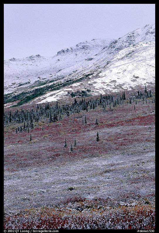 Dusting of fresh snow and autumn colors on tundra near Savage River. Denali  National Park, Alaska, USA.