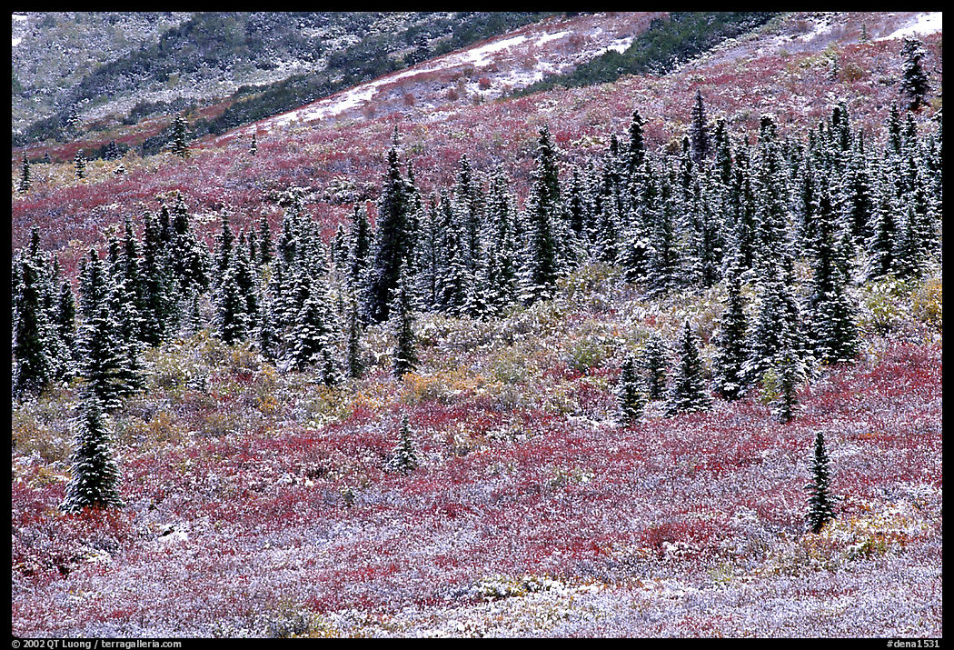 Spruce trees and tundra covered by fresh snow, near Savage River. Denali  National Park, Alaska, USA.