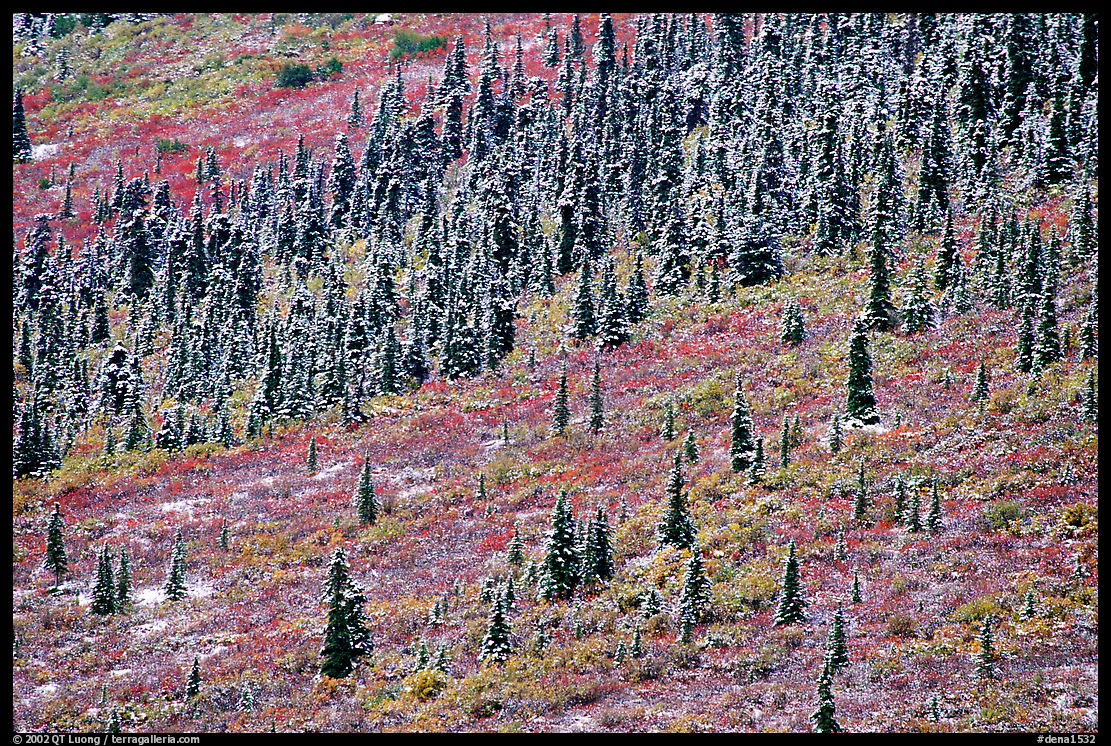 Spruce trees and tundra covered by fresh snow, near Savage River. Denali  National Park, Alaska, USA.