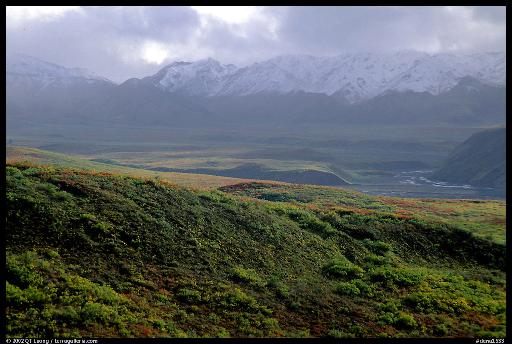 Tundra and Alaska Range near Sable pass. Denali  National Park, Alaska, USA.