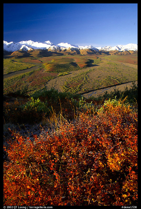 Berry plants, braided rivers, Alaska Range in early morning from Polychrome Pass. Denali  National Park, Alaska, USA.
