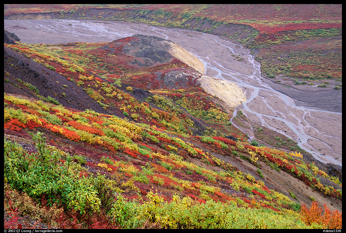 Tundra in fall color and braided river below, from Polychrome Pass. Denali  National Park, Alaska, USA.