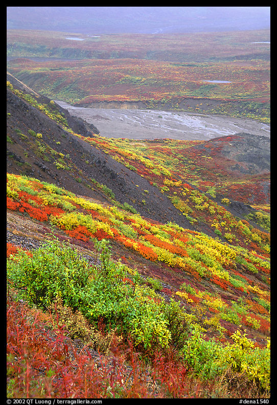 Tundra in autumn color and braided river in rainy weather. Denali  National Park, Alaska, USA.