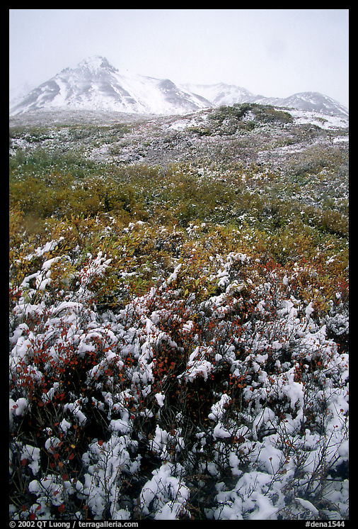 Fresh snow and Polychrome Mountains. Denali  National Park, Alaska, USA.