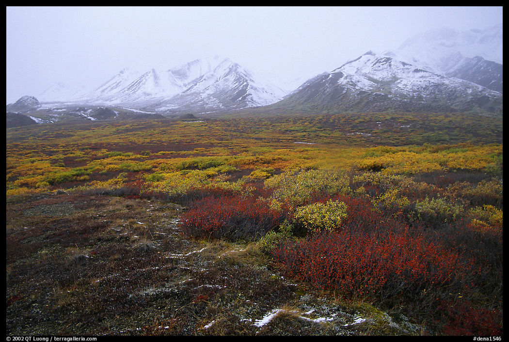 Tundra in autumn color and Polychrome Mountains in fog. Denali  National Park, Alaska, USA.