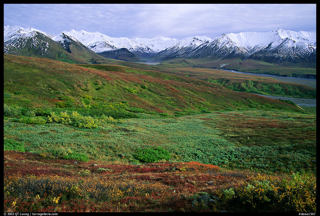 Tundra and Alaska Range near Eielson. Denali  National Park, Alaska, USA.