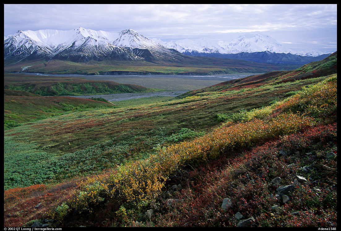 Tundra, Alaska Range, and Denali near Eielson. Denali  National Park, Alaska, USA.