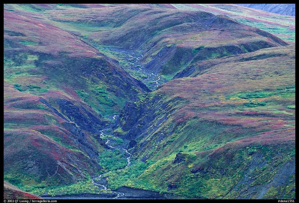 River cut in tundra foothills near Eielson. Denali  National Park, Alaska, USA.