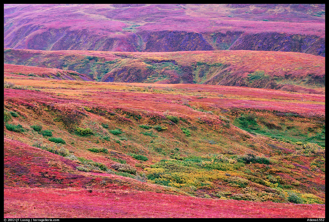 Tundra in fall colors and river cuts near Eielson. Denali  National Park, Alaska, USA.