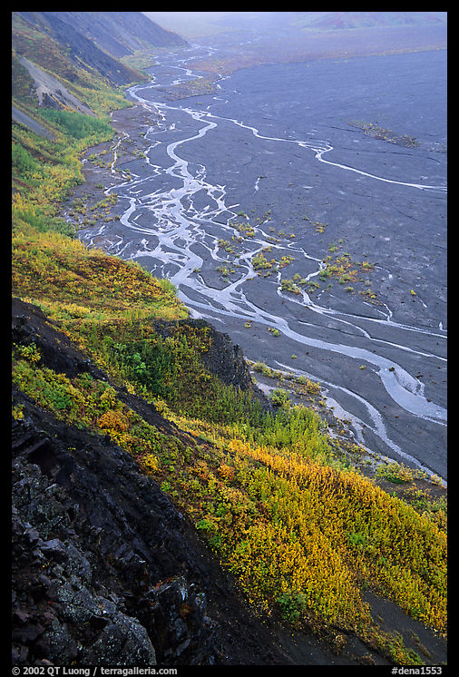 Aspen trees and braids of the Mc Kinley River near Eielson. Denali  National Park, Alaska, USA.