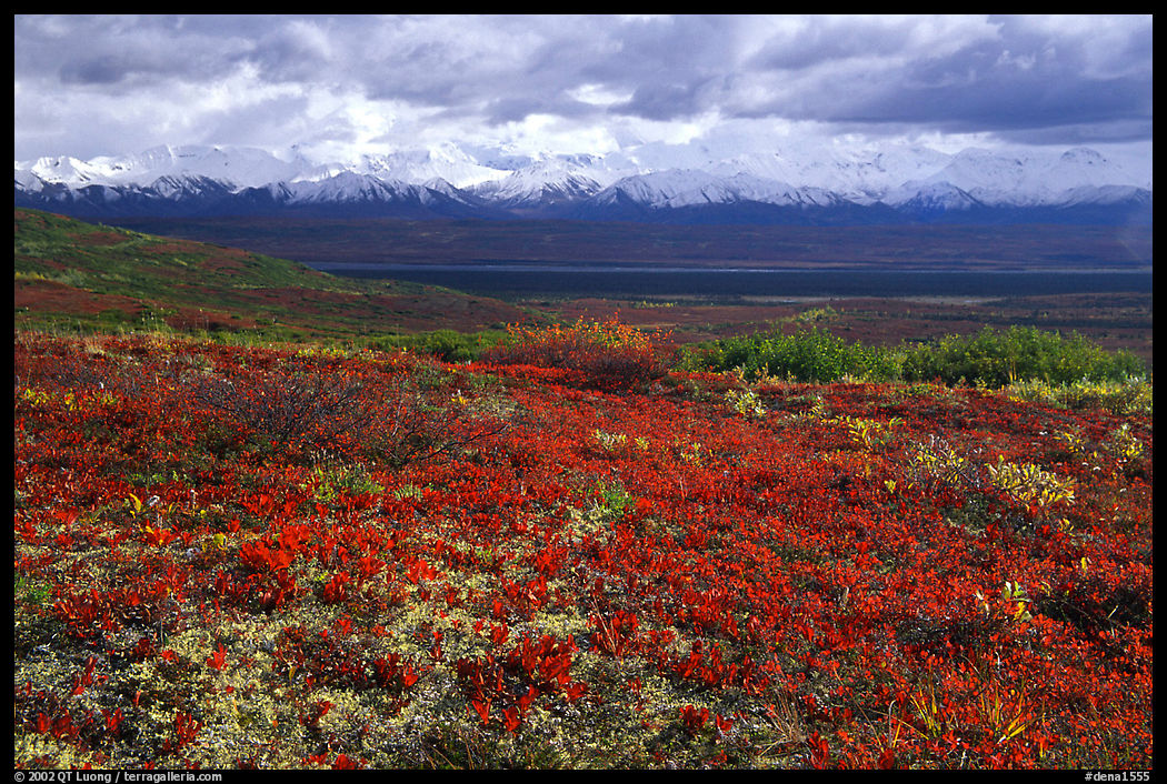 Tundra and Alaska Range near Wonder Lake. Denali  National Park, Alaska, USA.