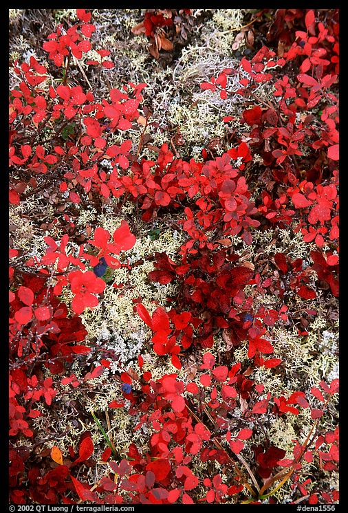 Dwarf tundra plants. Denali  National Park, Alaska, USA.