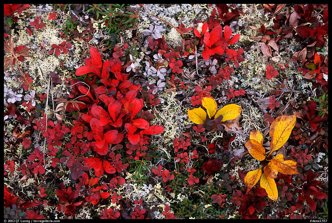 Dwarf tundra plants close-up. Denali  National Park, Alaska, USA.