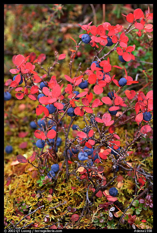 Blueberries in the fall. Denali  National Park, Alaska, USA.