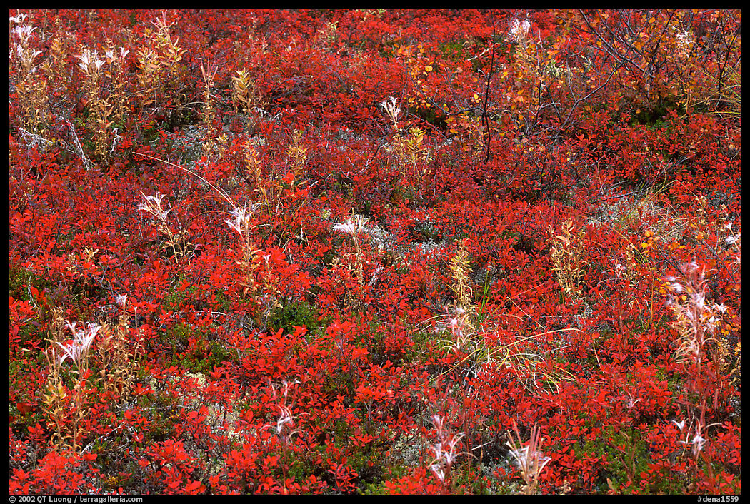 Dwarf tundra plants in autumn. Denali  National Park, Alaska, USA.