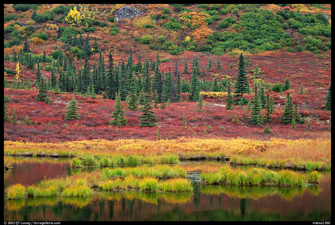 Pond, spruce trees and tundra near Wonder Lake. Denali  National Park, Alaska, USA.