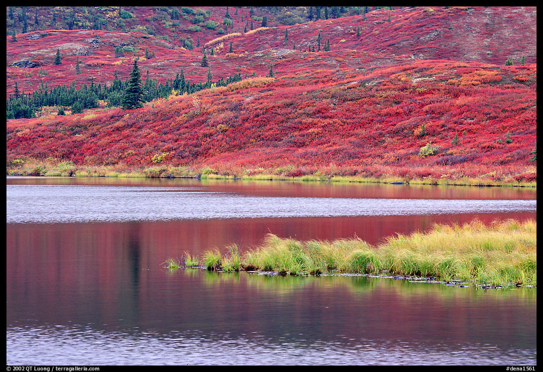 Tundra and Wonder Lake. Denali  National Park, Alaska, USA.