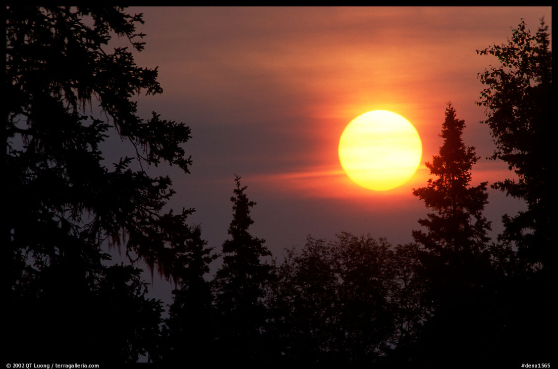 Spruce trees at Sunrise. Denali  National Park, Alaska, USA.