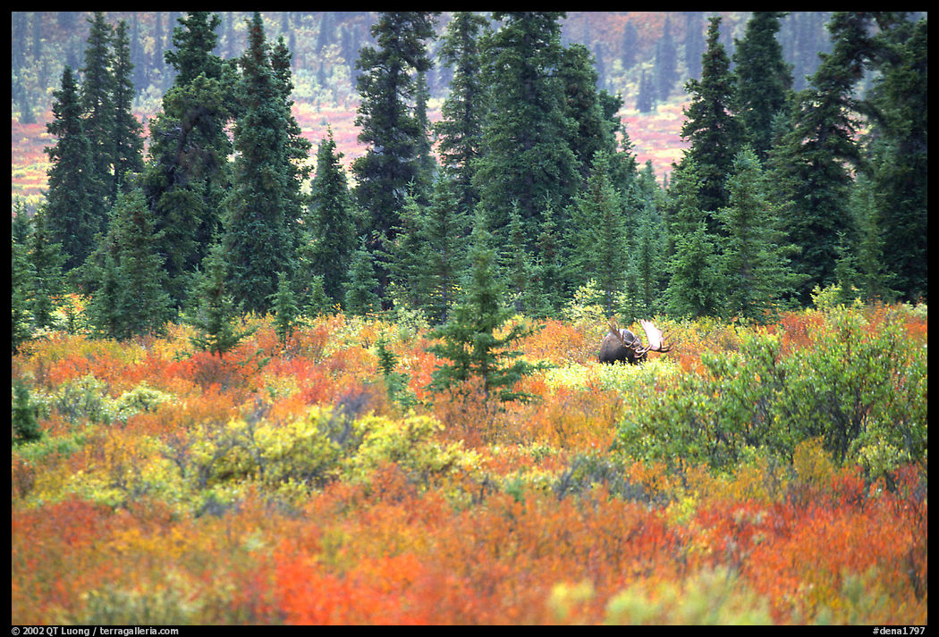 Bull Moose in boreal forest. Denali  National Park, Alaska, USA.