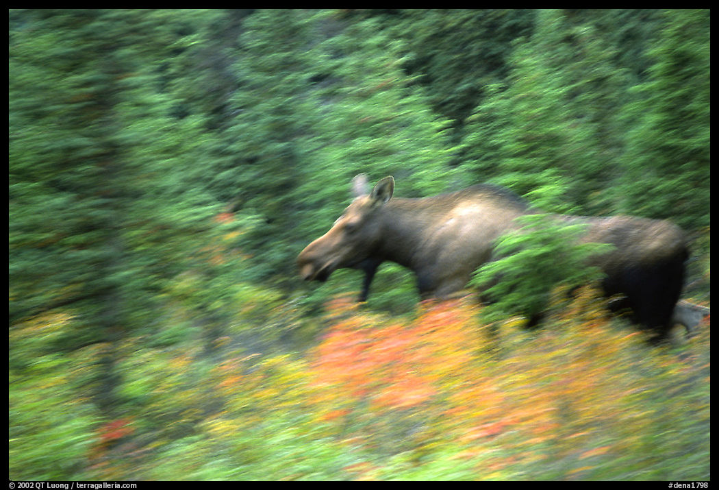 Cow Moose with motion blur. Denali  National Park, Alaska, USA.