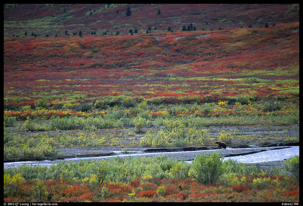 Grizzly bear on distant river bar in tundra. Denali  National Park, Alaska, USA.