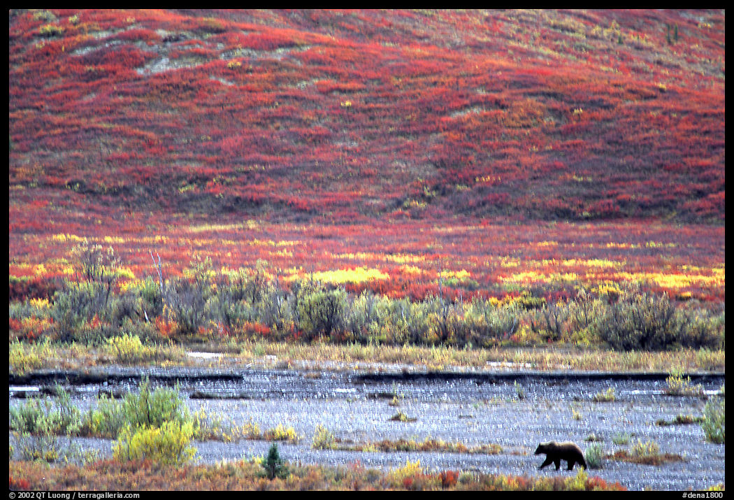 Grizzly bear on river bar. Denali  National Park, Alaska, USA.