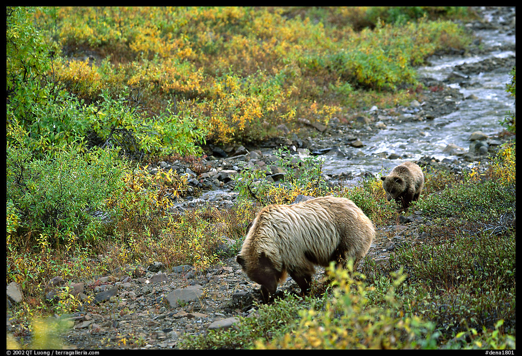 Grizzly bear and cub digging for food. Denali  National Park, Alaska, USA.