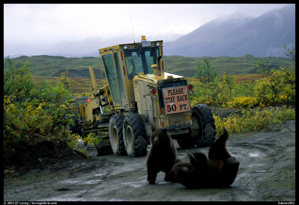 Two Grizzly bears playing. Denali  National Park, Alaska, USA.