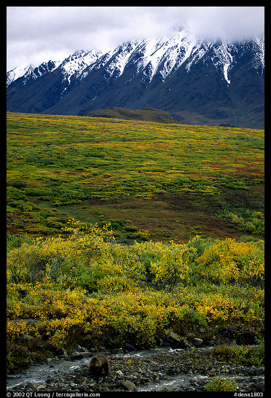 Grizzly bear and Alaska range. Denali  National Park, Alaska, USA.