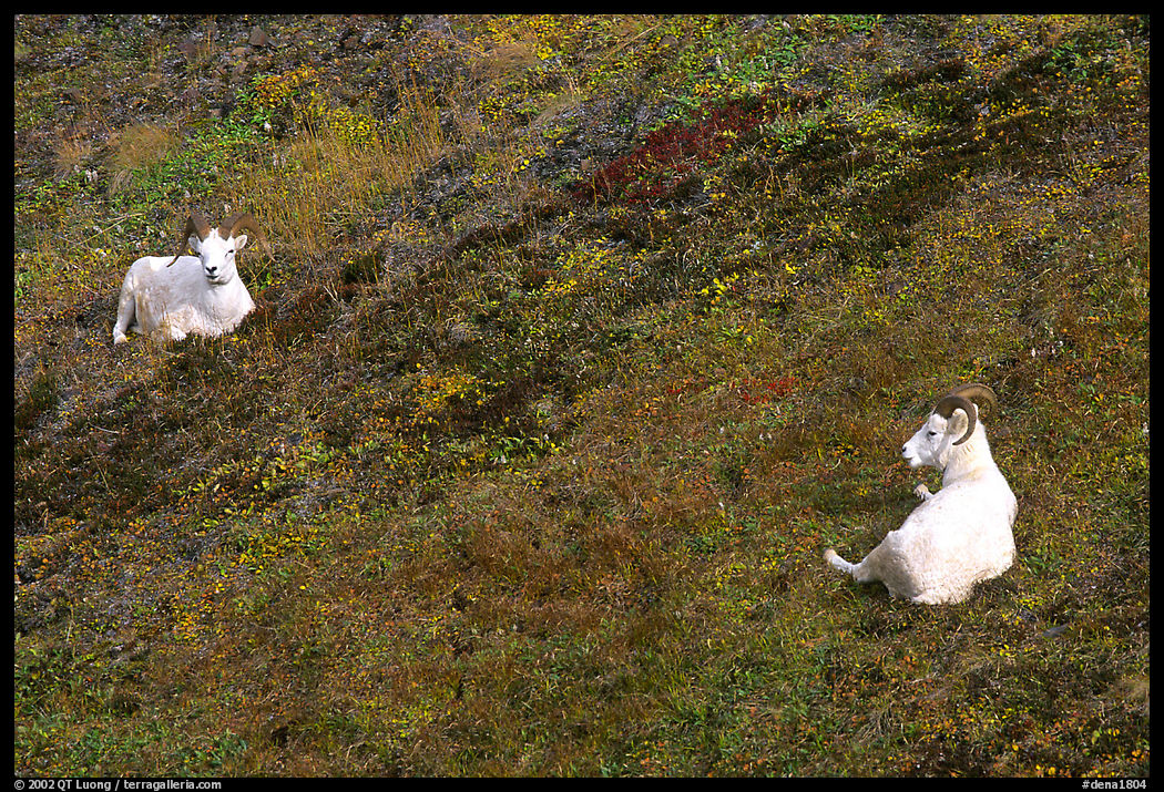 Two Dall sheep. Denali  National Park, Alaska, USA.
