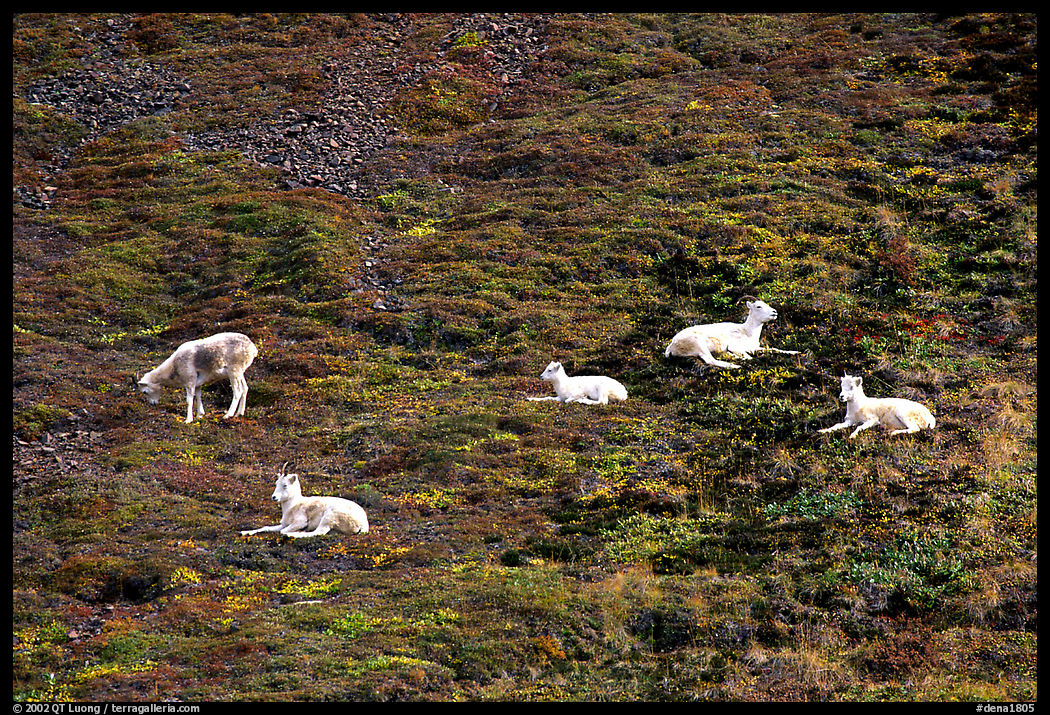 Group of Dall sheep. Denali  National Park, Alaska, USA.