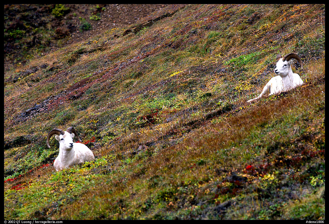 Two Dall sheep on hillside. Denali  National Park, Alaska, USA.