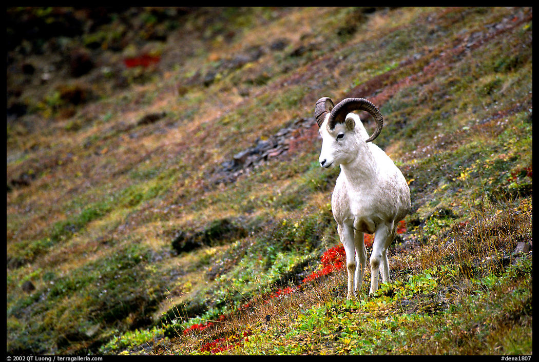 Dall sheep standing on hillside. Denali  National Park, Alaska, USA.