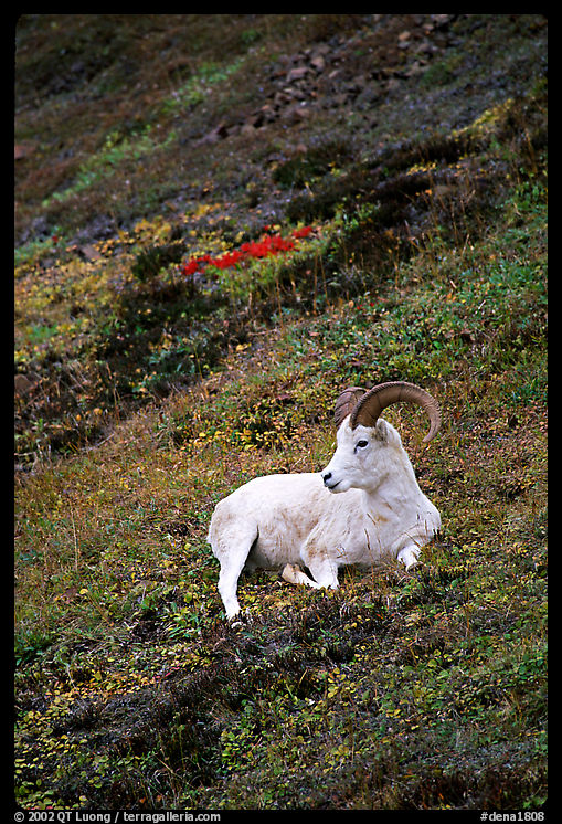 Dall sheep laying on hillside. Denali  National Park, Alaska, USA.