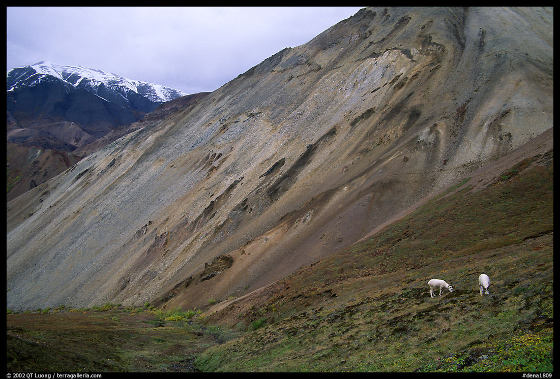 Dall sheep near Sable Pass. Denali  National Park, Alaska, USA.
