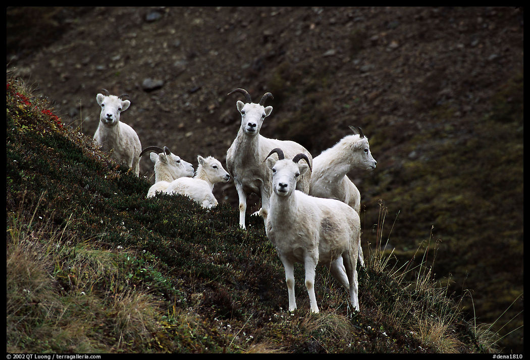 Group of Dall sheep. Denali  National Park, Alaska, USA.