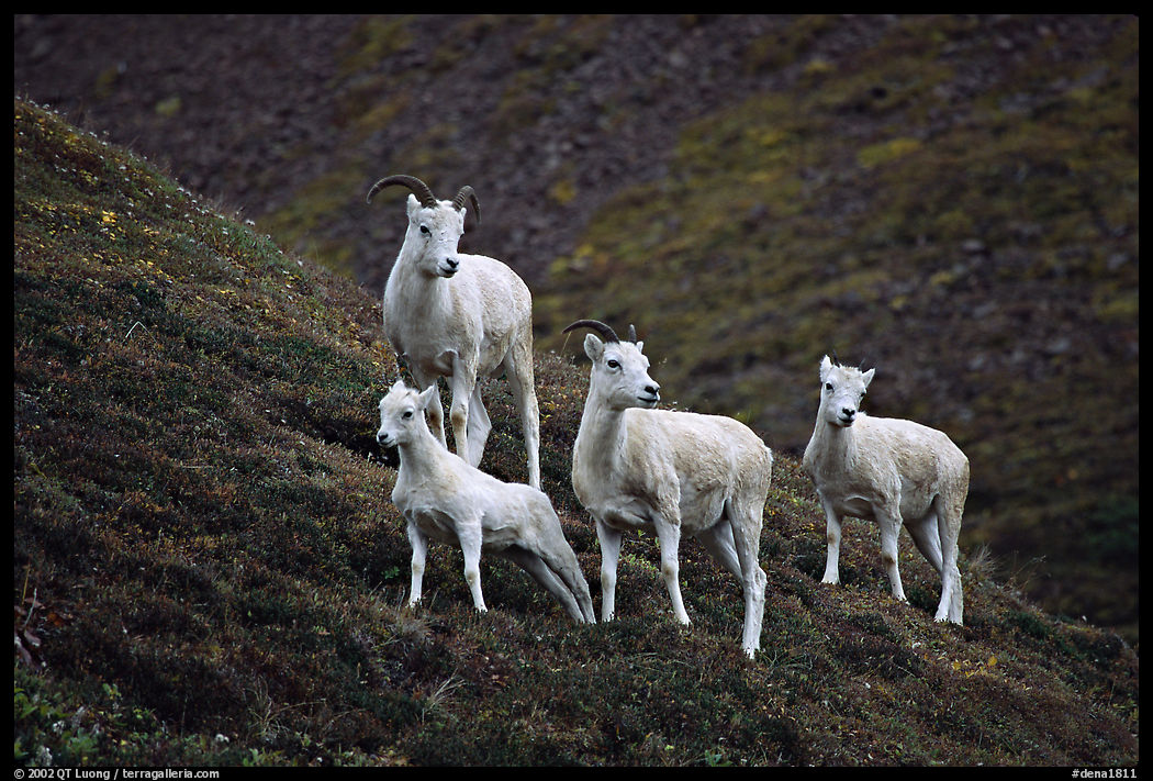 Group of Dall sheep. Denali  National Park, Alaska, USA.