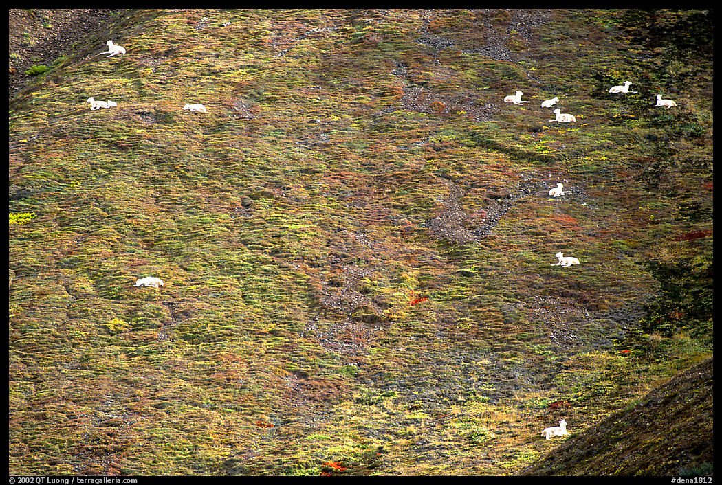 Distant view of Dall sheep on hillside. Denali  National Park, Alaska, USA.