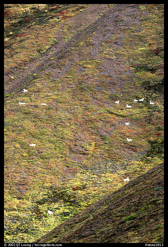Hillside with many distant  Dall sheep. Denali  National Park, Alaska, USA.