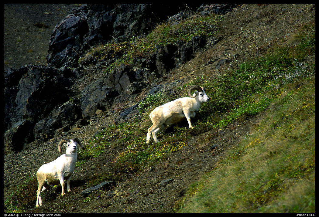 Two Dall sheep climbing on hillside. Denali  National Park, Alaska, USA.