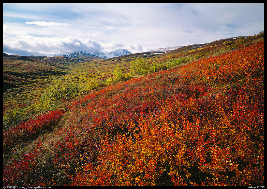 Red bushes on hillside, and cloud-capped mountains. Denali  National Park, Alaska, USA.