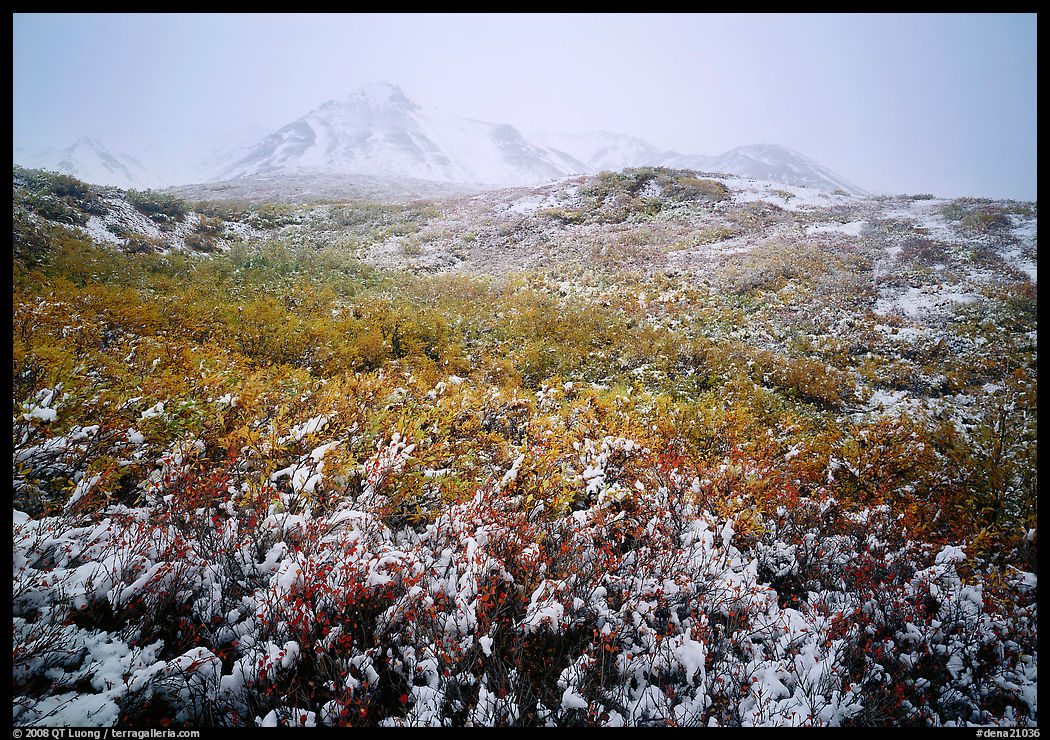 Fresh dusting of snow on autumn brush mountains in fog. Denali  National Park, Alaska, USA.