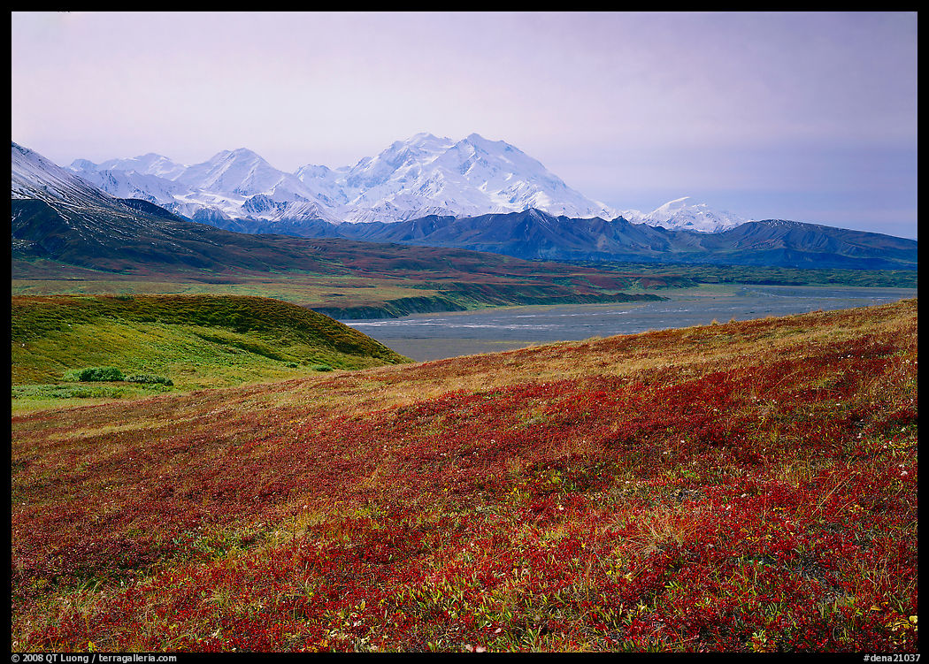 Tundra and Mt Mc Kinley from Eielson. Denali  National Park, Alaska, USA.