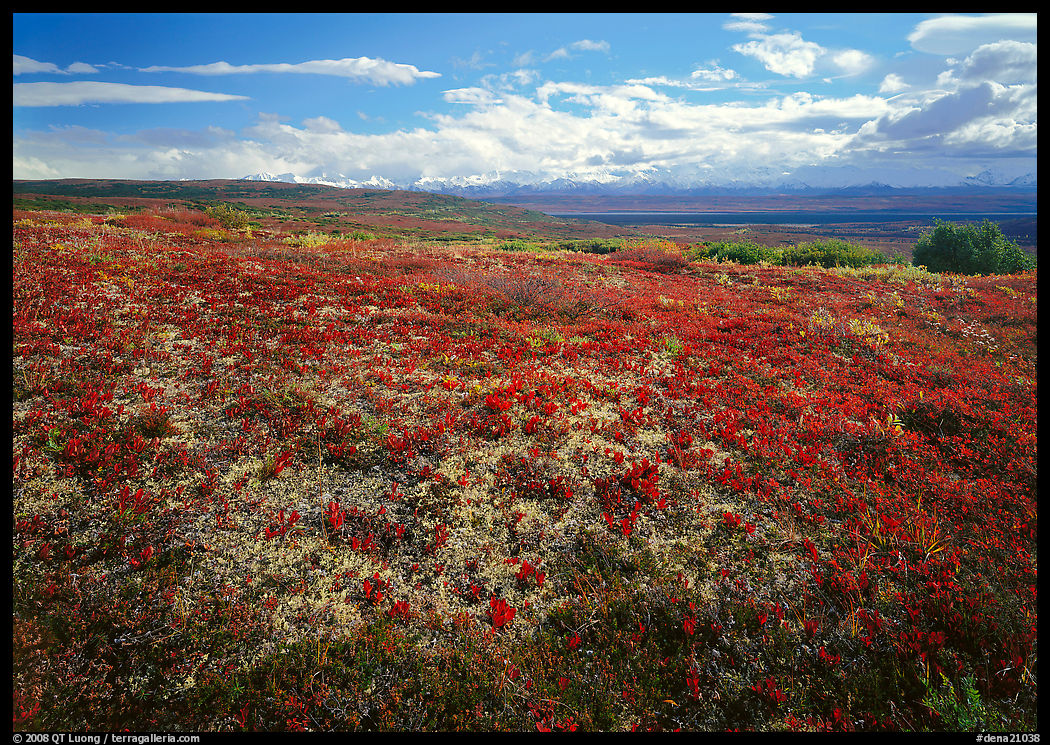 Tundra with Low lying leaves in bright red autumn colors. Denali  National Park, Alaska, USA.