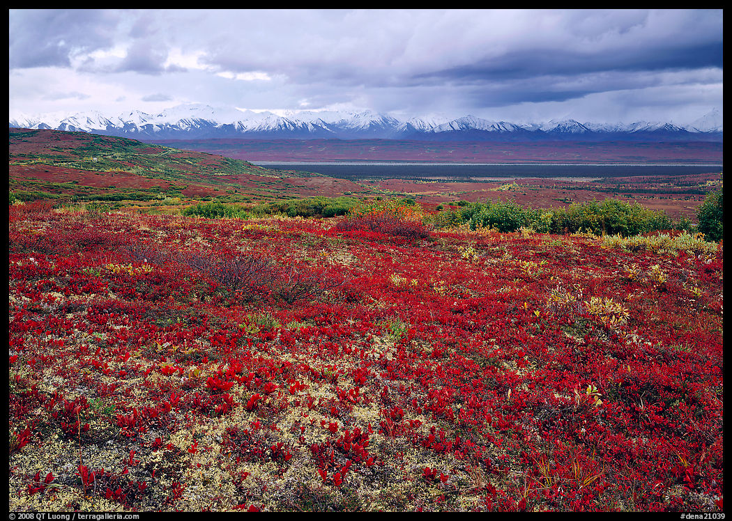 Red tundra flat and Alaska Range in the distance. Denali  National Park, Alaska, USA.