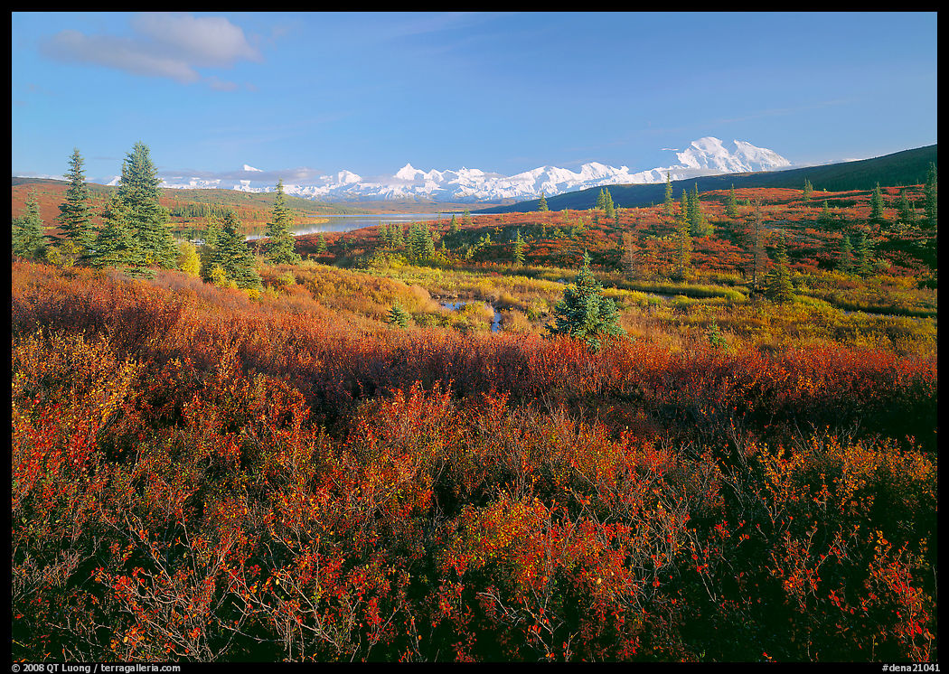 Tundra in autumn colors and snowy mountains of Alaska Range. Denali  National Park, Alaska, USA.
