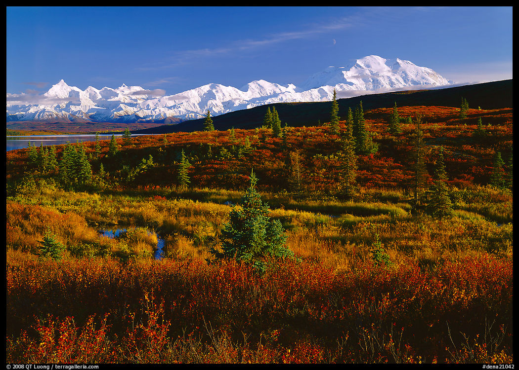 Tundra and Mt McKinley range, late afternoon light. Denali  National Park, Alaska, USA.