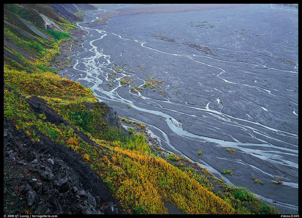 Aspen trees bordering immense sand bar valley with braids of the McKinley River. Denali  National Park, Alaska, USA.