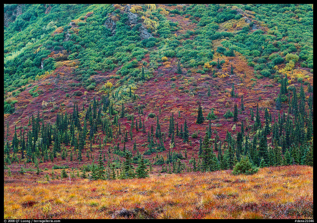 Tundra and conifers on hillside with autumn colors. Denali  National Park, Alaska, USA.